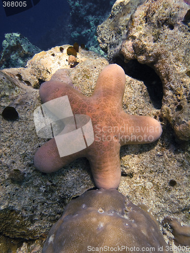 Image of Big orange Granulated sea star lying on seabed