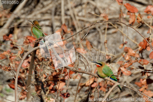 Image of White fronted Bee-eater on tree