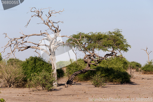 Image of wild african landscape, Chobe national park