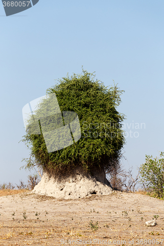 Image of termite mound overgrown with green bush