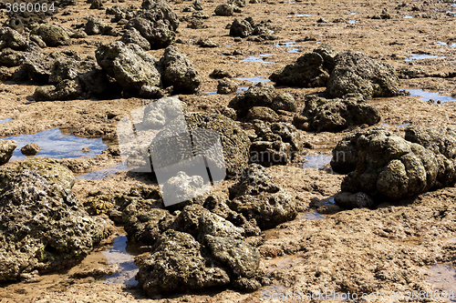 Image of coral in low tide, indonesia