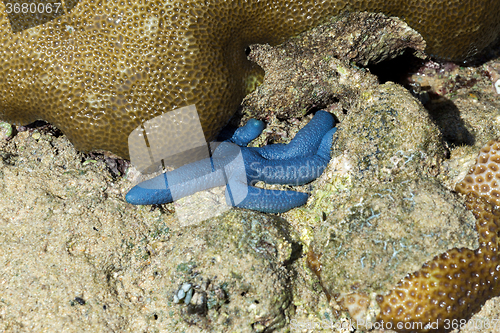 Image of blue starfish in low tide, indonesia