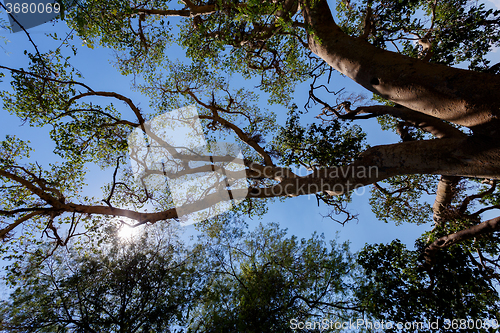 Image of treetop in chobe, Botswana