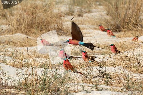 Image of large nesting colony of Nothern Carmine Bee-eater