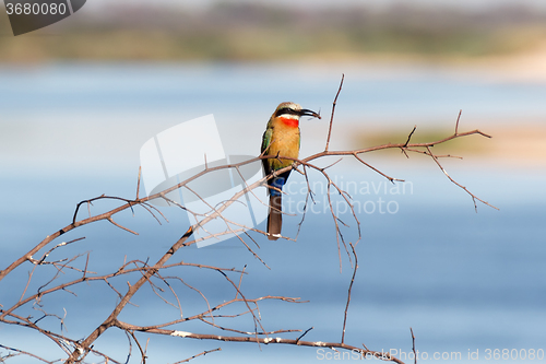 Image of White fronted Bee-eater on tree