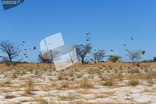 Image of large nesting colony of Nothern Carmine Bee-eater