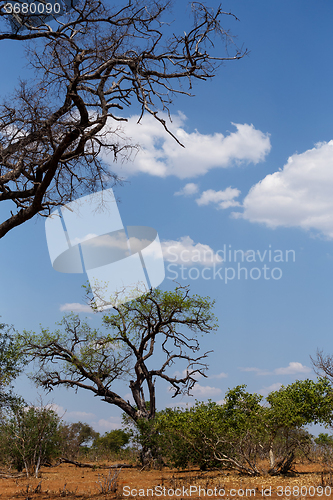 Image of wild african landscape, Chobe national park