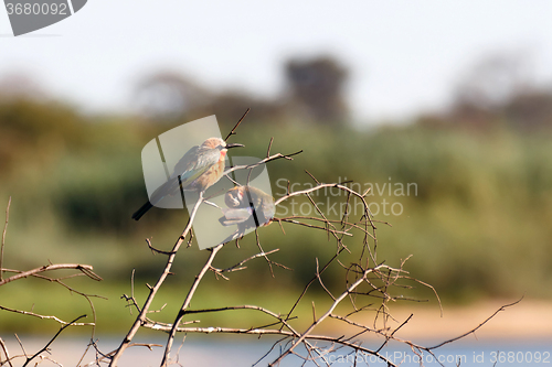 Image of White fronted Bee-eater on tree