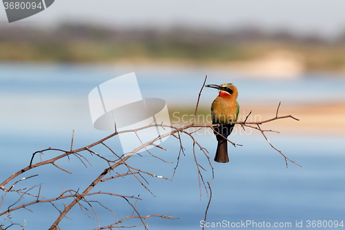 Image of White fronted Bee-eater on tree