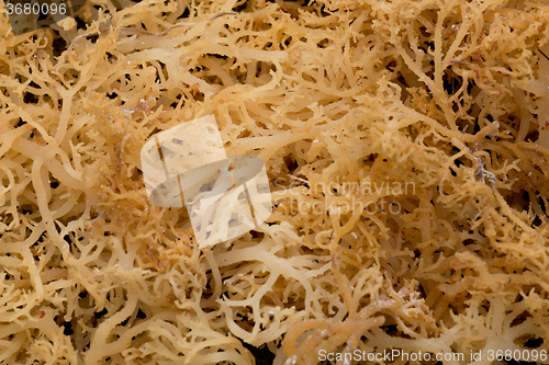 Image of Seaweed farmed along the coast