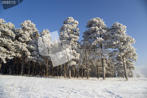 Image of Snow winter trees.