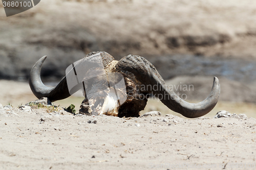 Image of buffalo skull in african desert