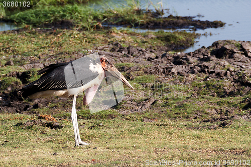 Image of Marabou storks