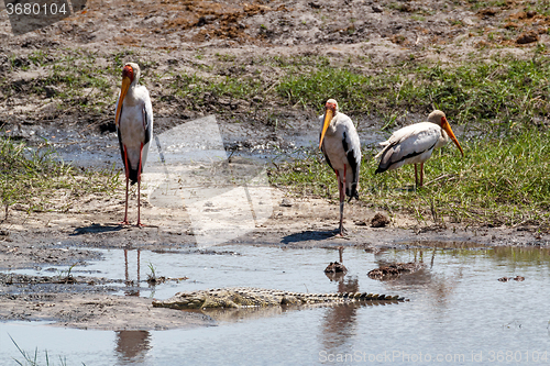 Image of Yellow billed storks and crocodyle in Chobe