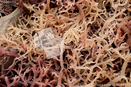 Image of Seaweed farmed along the coast