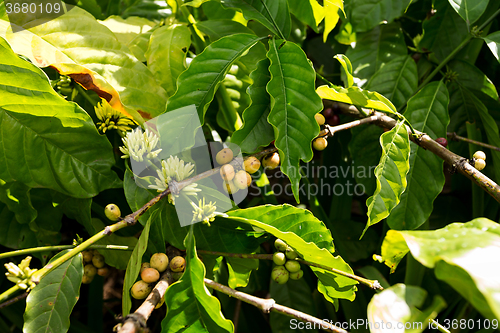 Image of raw coffe plant in agricultural farm