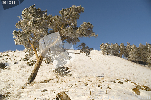 Image of Snowy winter tree.