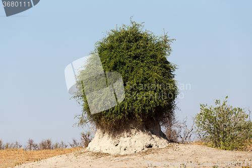 Image of termite mound overgrown with green bush