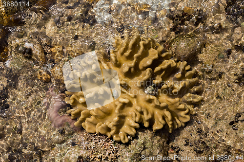 Image of coral in low tide, indonesia