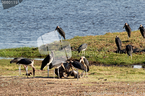 Image of Marabou storks