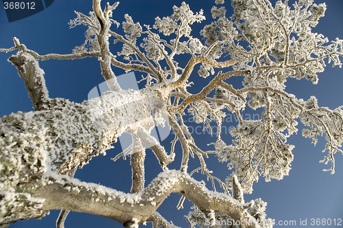 Image of Snowy winter tree.