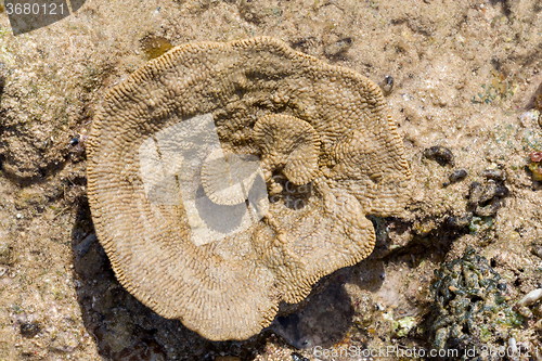 Image of coral like flower in low tide, indonesia