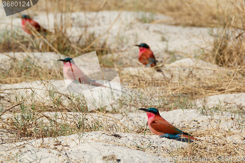 Image of large nesting colony of Nothern Carmine Bee-eater