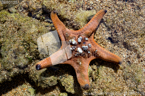 Image of starfish in low tide, indonesia