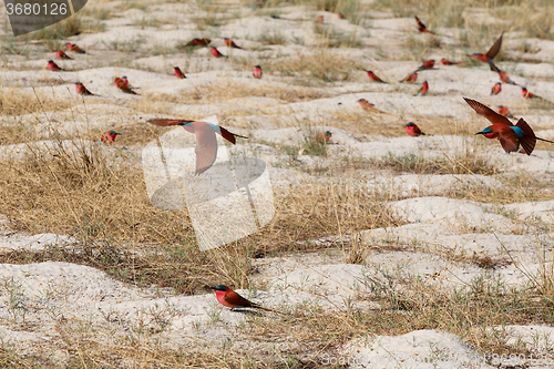 Image of large nesting colony of Nothern Carmine Bee-eater