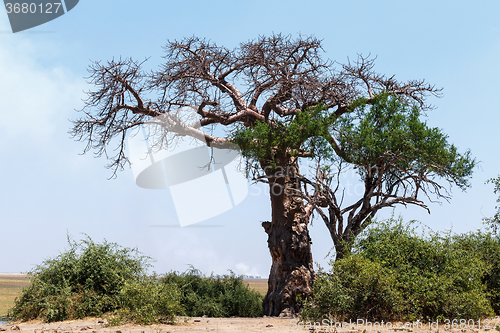 Image of majestic baobab tree