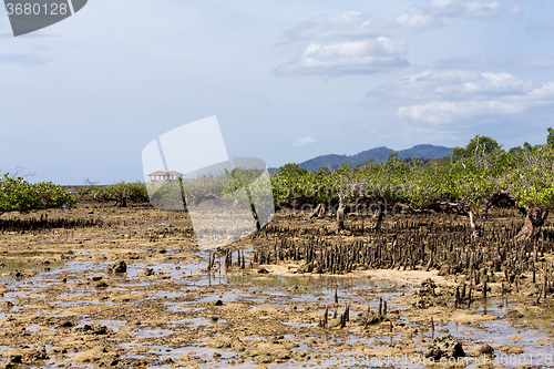 Image of mangrove tree North Sulawesi, Indonesia