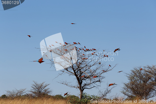 Image of large nesting colony of Nothern Carmine Bee-eater