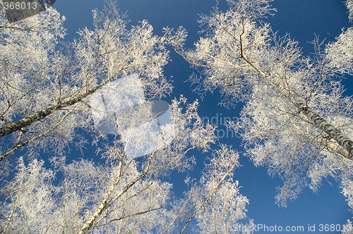 Image of Cold winter day, beautiful hoarfrost and rime on trees