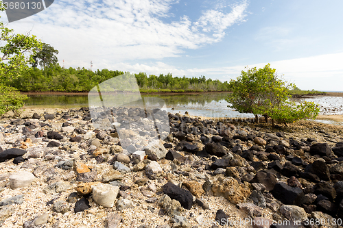 Image of Indonesian landscape with mangrove and walkway