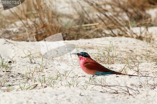 Image of large nesting colony of Nothern Carmine Bee-eater