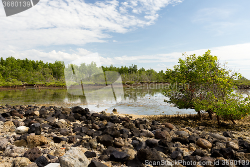 Image of Indonesian landscape with mangrove and walkway