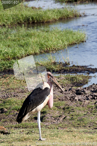 Image of Marabou storks