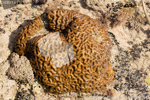 Image of coral in low tide, indonesia