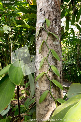 Image of Fresh Vanilla leaves on tree
