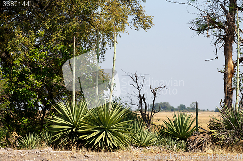 Image of wild african landscape, Chobe national park