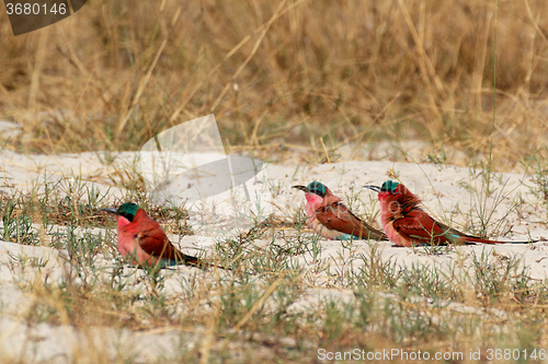 Image of large nesting colony of Nothern Carmine Bee-eater