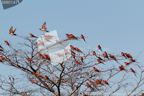 Image of large nesting colony of Nothern Carmine Bee-eater