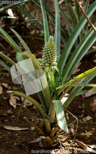 Image of fresh pineapple in garden, Bali Indonesia