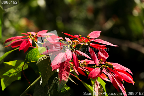 Image of Wild winter rose with blossoms in indonesia