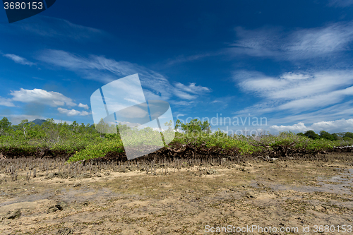 Image of mangrove tree North Sulawesi, Indonesia