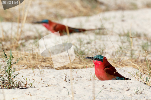 Image of large nesting colony of Nothern Carmine Bee-eater