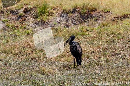 Image of African Openbill in Chobe