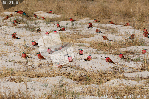 Image of large nesting colony of Nothern Carmine Bee-eater