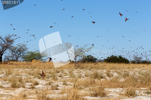 Image of large nesting colony of Nothern Carmine Bee-eater