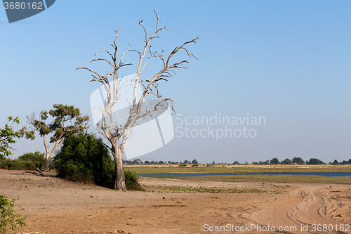 Image of wild african landscape, Chobe national park